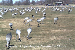 Saker du kan göra i Sverige-Utemuseum Pulken